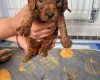 Cockapoo