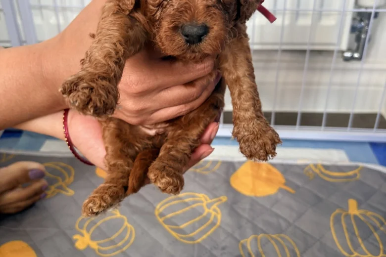 Cockapoo