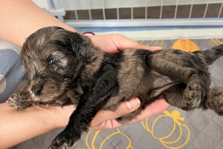 Cockapoo
