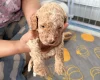 Cockapoo