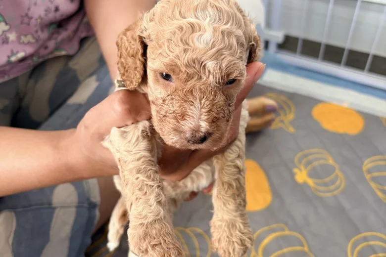 Cockapoo