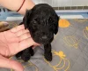 Cockapoo
