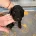 Cockapoo