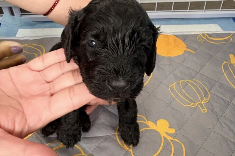 Cockapoo