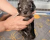 Cockapoo