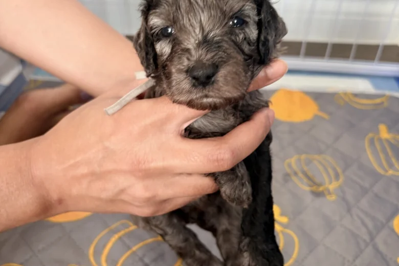 Cockapoo