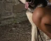 Siberian Husky