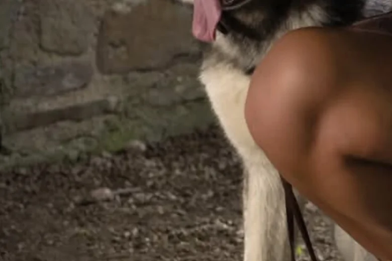 Siberian Husky
