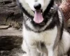 Siberian Husky