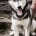 Siberian Husky