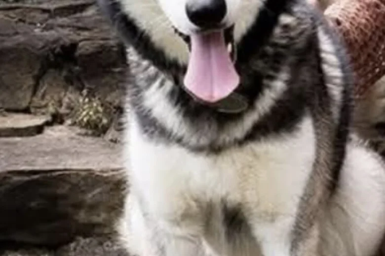 Siberian Husky