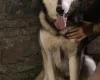Siberian Husky