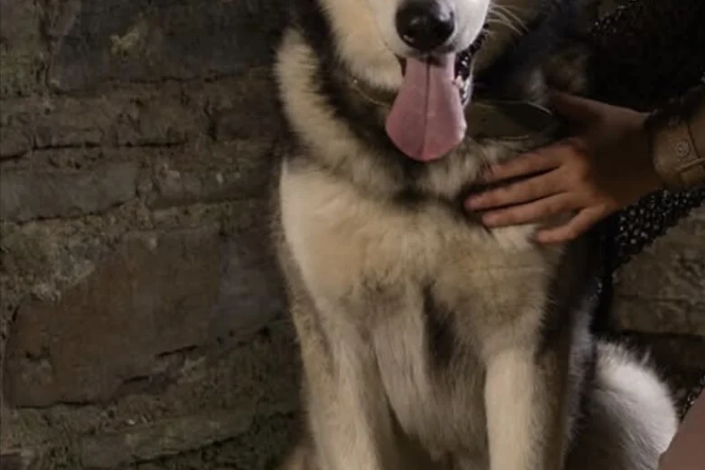 Siberian Husky