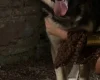 Siberian Husky