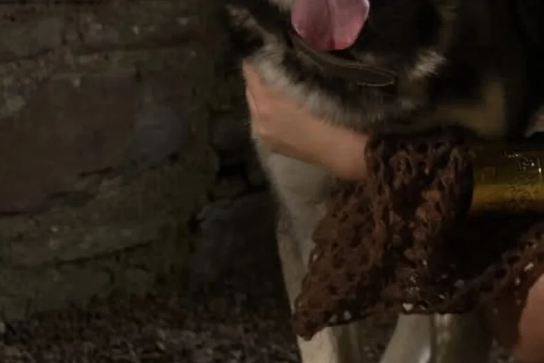 Siberian Husky