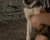 Siberian Husky