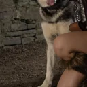 Siberian Husky