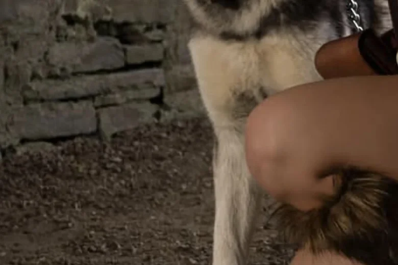 Siberian Husky