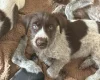 Mixed Breed
