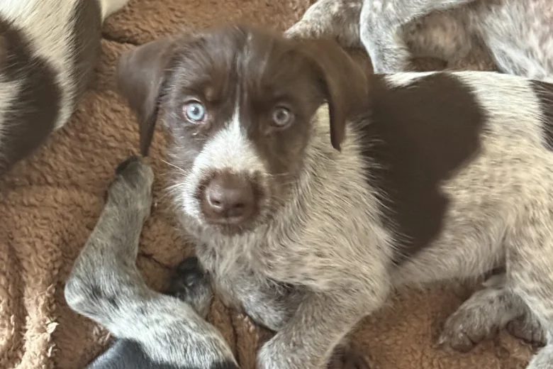Mixed Breed