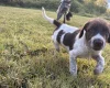 Mixed Breed