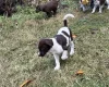 Mixed Breed