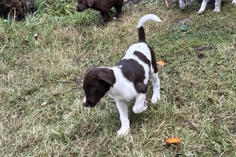 Mixed Breed