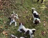 Mixed Breed