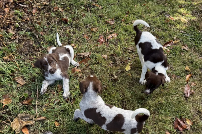 Mixed Breed