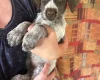 Mixed Breed