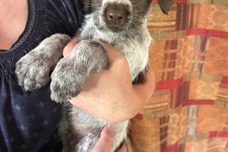 Mixed Breed