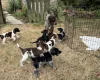 Mixed Breed