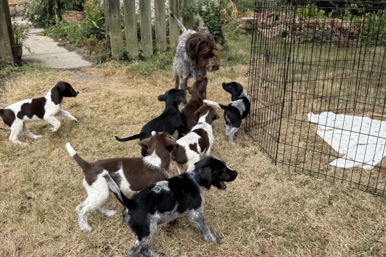 Mixed Breed