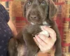 Mixed Breed