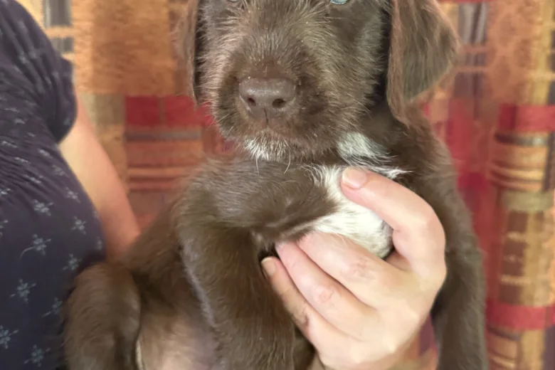 Mixed Breed