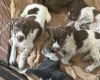 Mixed Breed