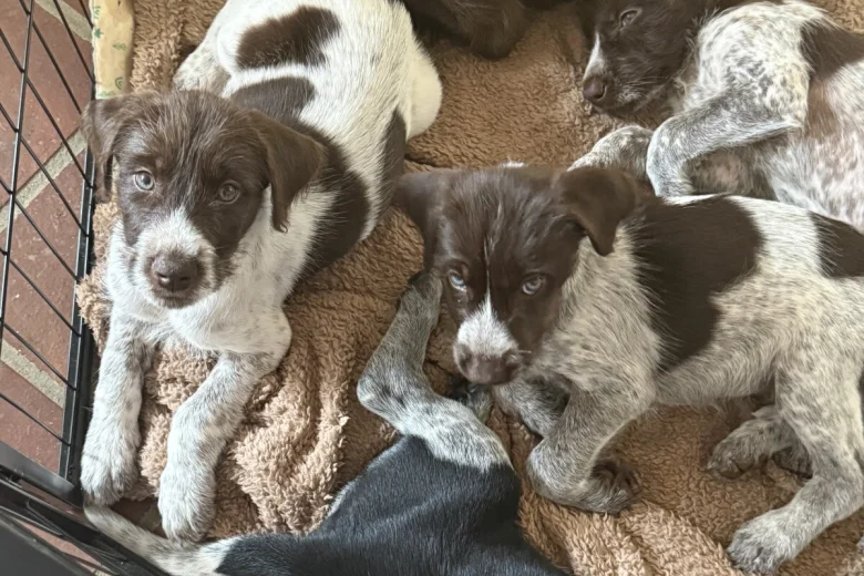 Mixed Breed