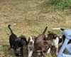 Mixed Breed
