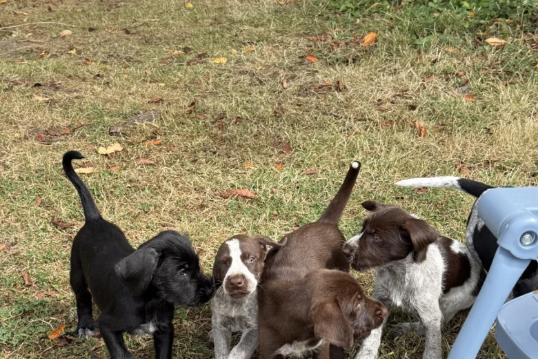 Mixed Breed