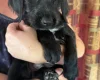 Mixed Breed