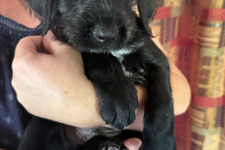 Mixed Breed