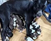 Mixed Breed