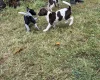 Mixed Breed