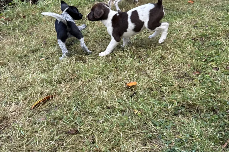Mixed Breed