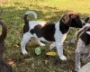 Mixed Breed