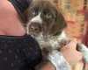 Mixed Breed
