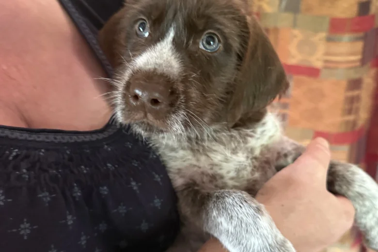 Mixed Breed