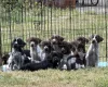 Mixed Breed