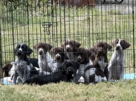 Mixed Breed