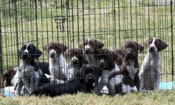 Mixed Breed